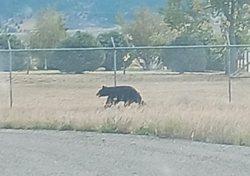 Bear caught at Butte airport