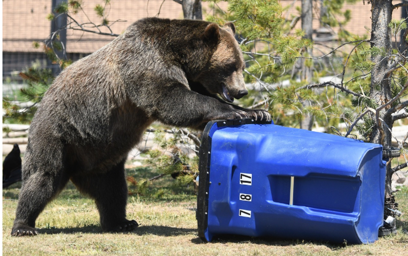 Grizzly bear euthanized after series of conflicts with chicken coops, other attractants