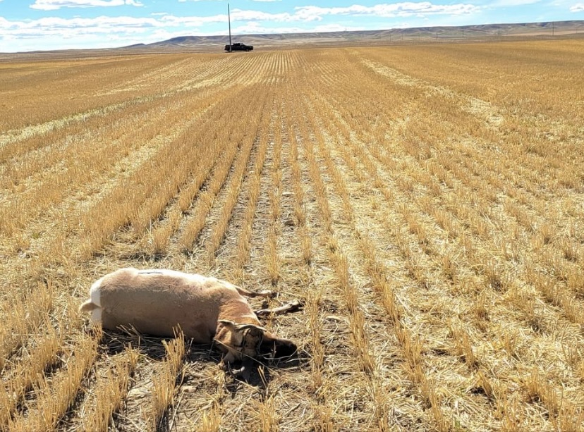 Pronghorn killed, abandoned west of Dutton