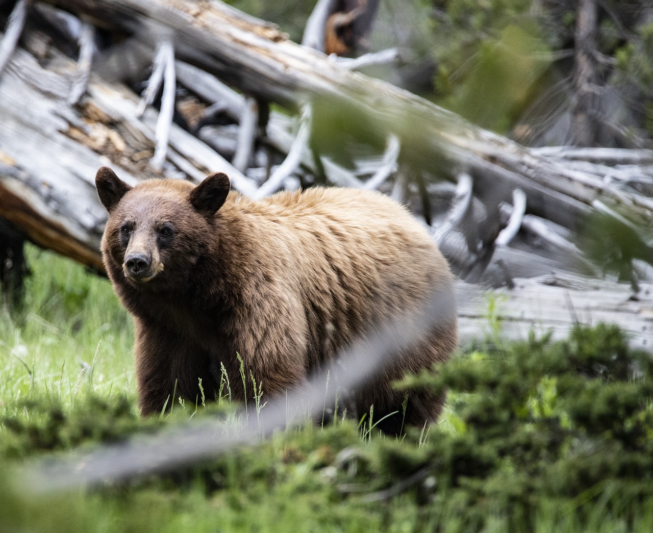 Male hiker badly injured by bear in Alberta on Friday, airlifted to Calgary