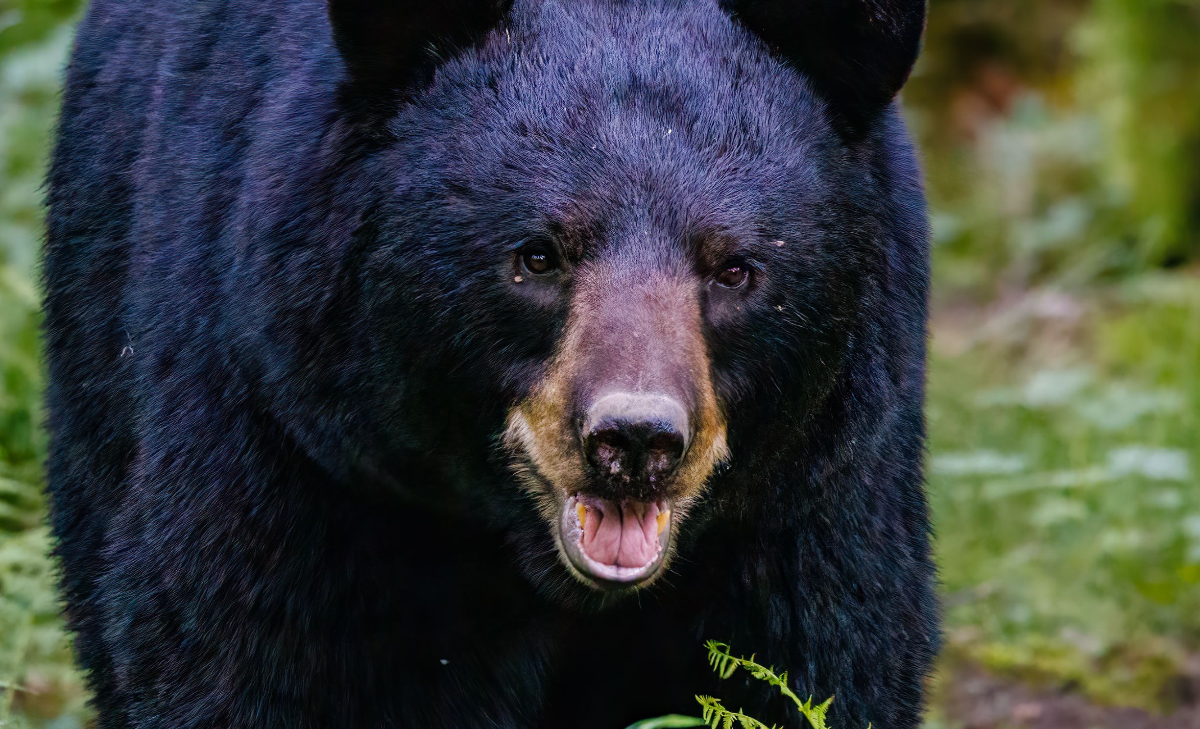 Hunting Under Fire: Oregon’s Spring Bear Season in the Crosshairs