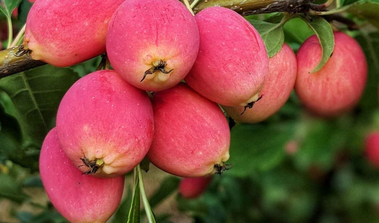 CRAB APPLE BUTTER!!! by Montana Grant