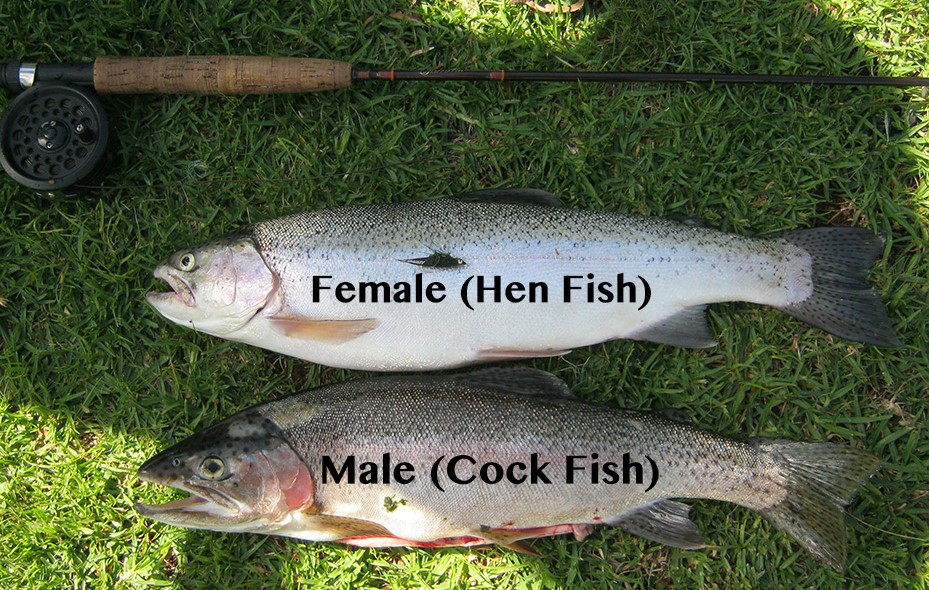 MALE OR FEMALE FISH? by Montana Grant