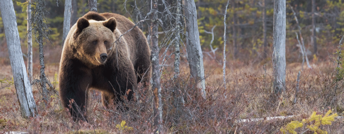 Grizzly bear euthanized after a series of conflicts with chicken coops, garbage and other attractants