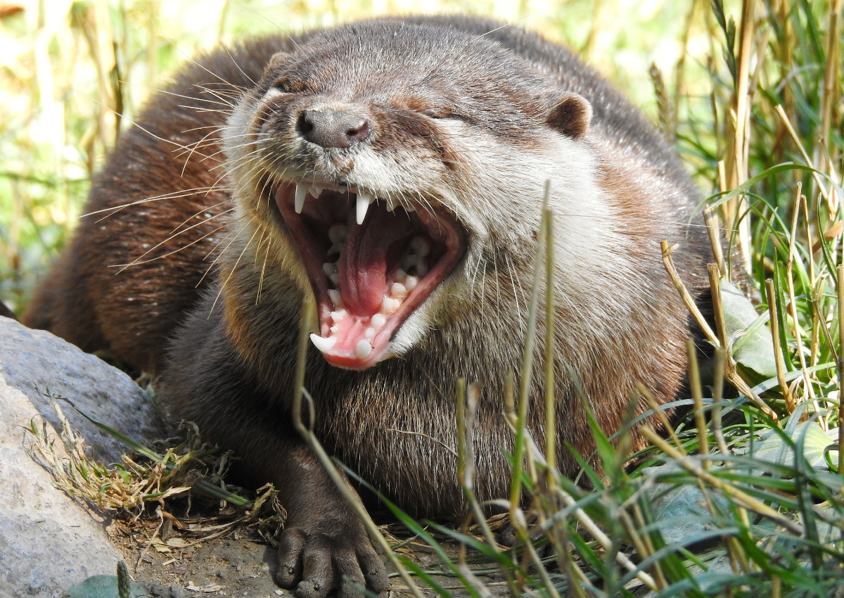 Kid Pulled Under Water by Rogue River Otter