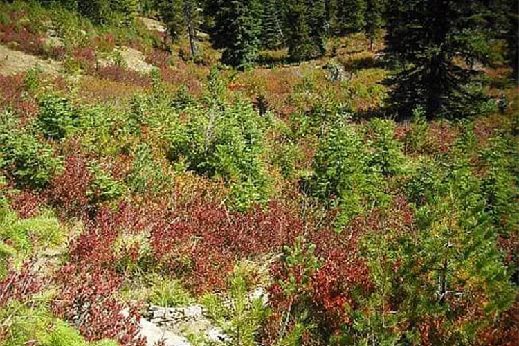 Two Skulls in One Forest Spark a Chilling Mystery in Gifford Pinchot