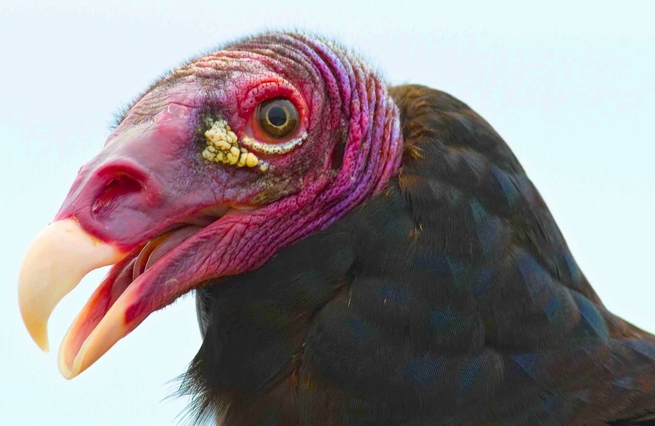 TURKEY VULTURES!!! by Montana Grant