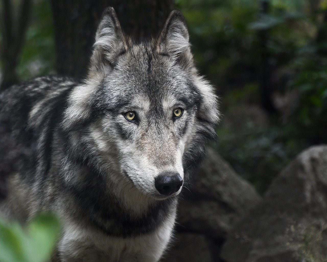 Biden administration asks court to lift remaining gray wolf protections