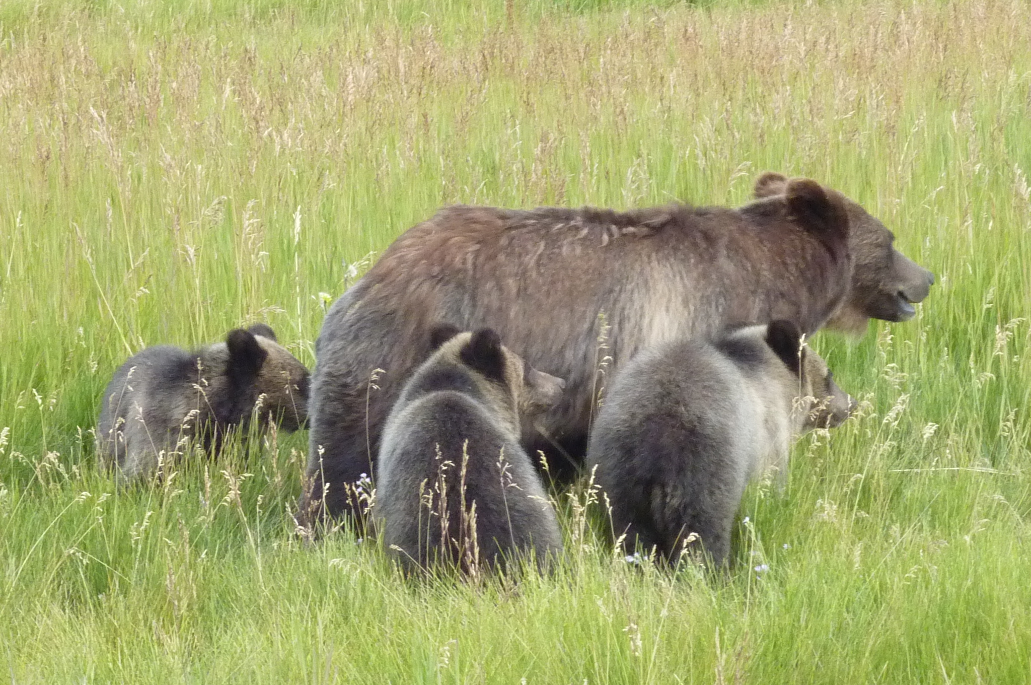 Grizzly Bear 399 Fatally Struck by Vehicle in Snake River Canyon