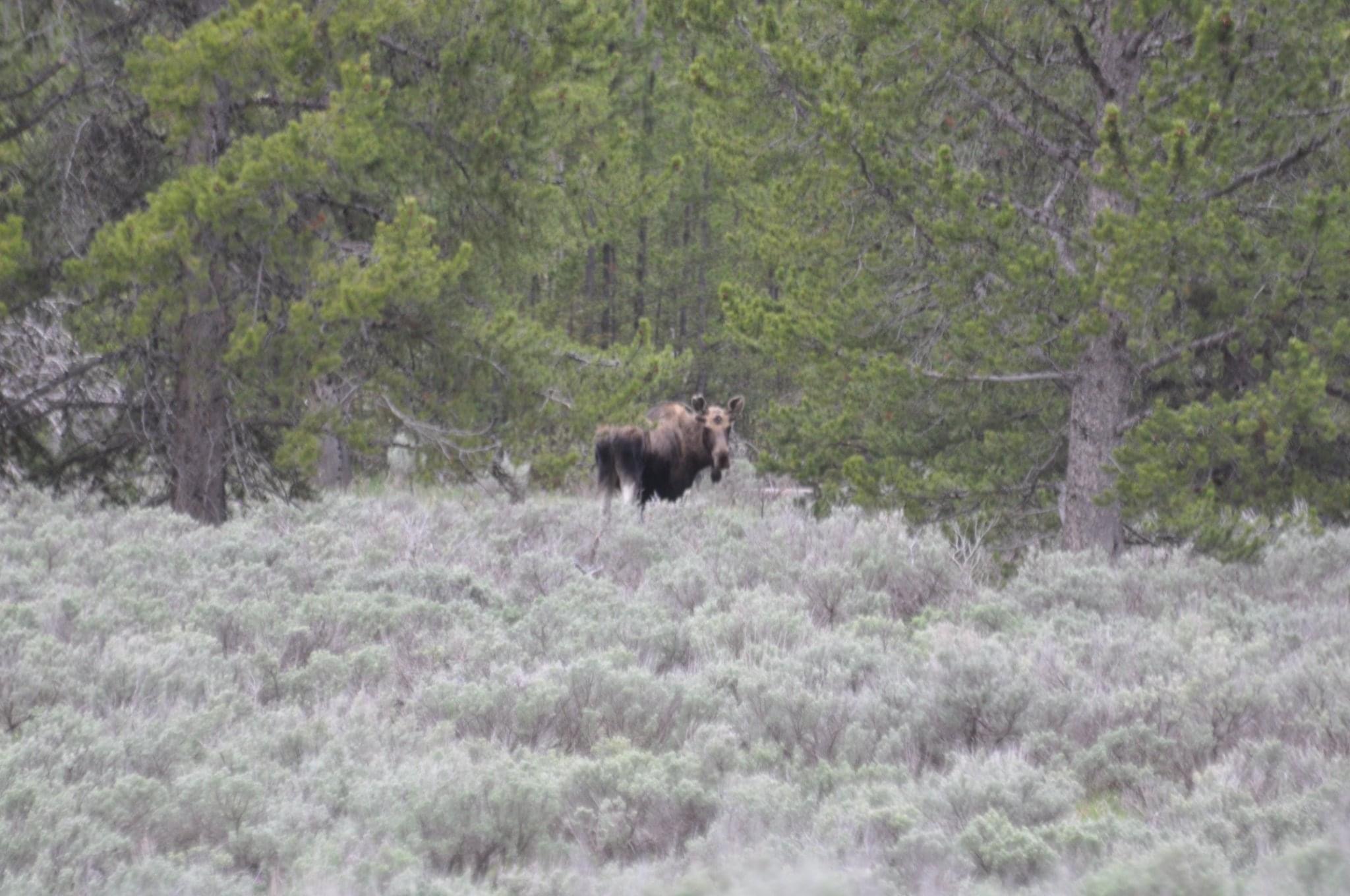 Cow moose shot and left to waste near Plains