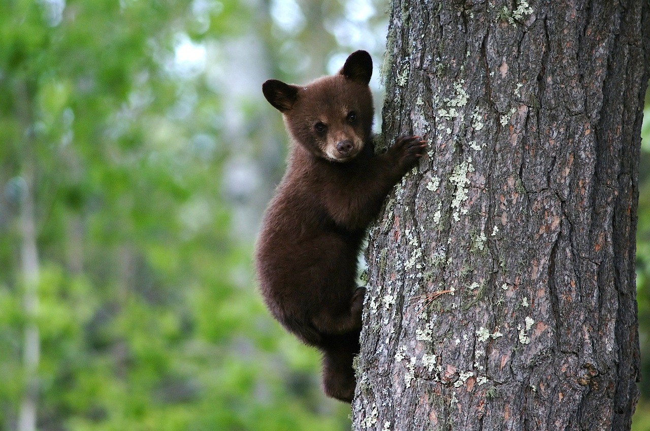 Black bear cubs from Butte transferred out of FWP Wildlife Center