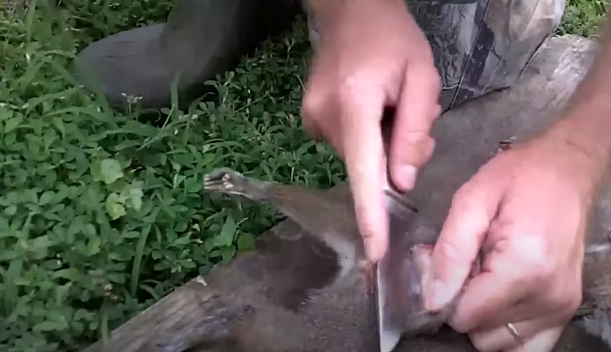 [WATCH] How to Skin a Squirrel in Less than 2 Minutes