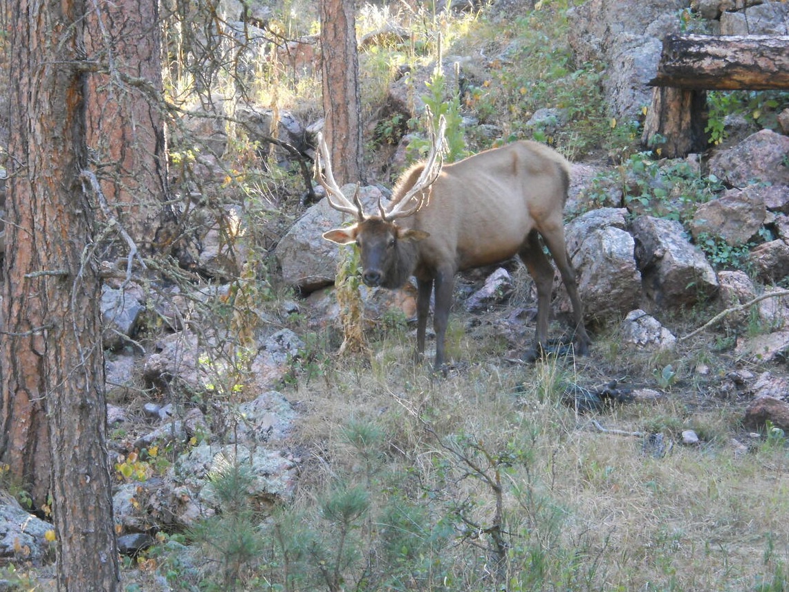 CWD detected for first time in elk in Ruby Mountains