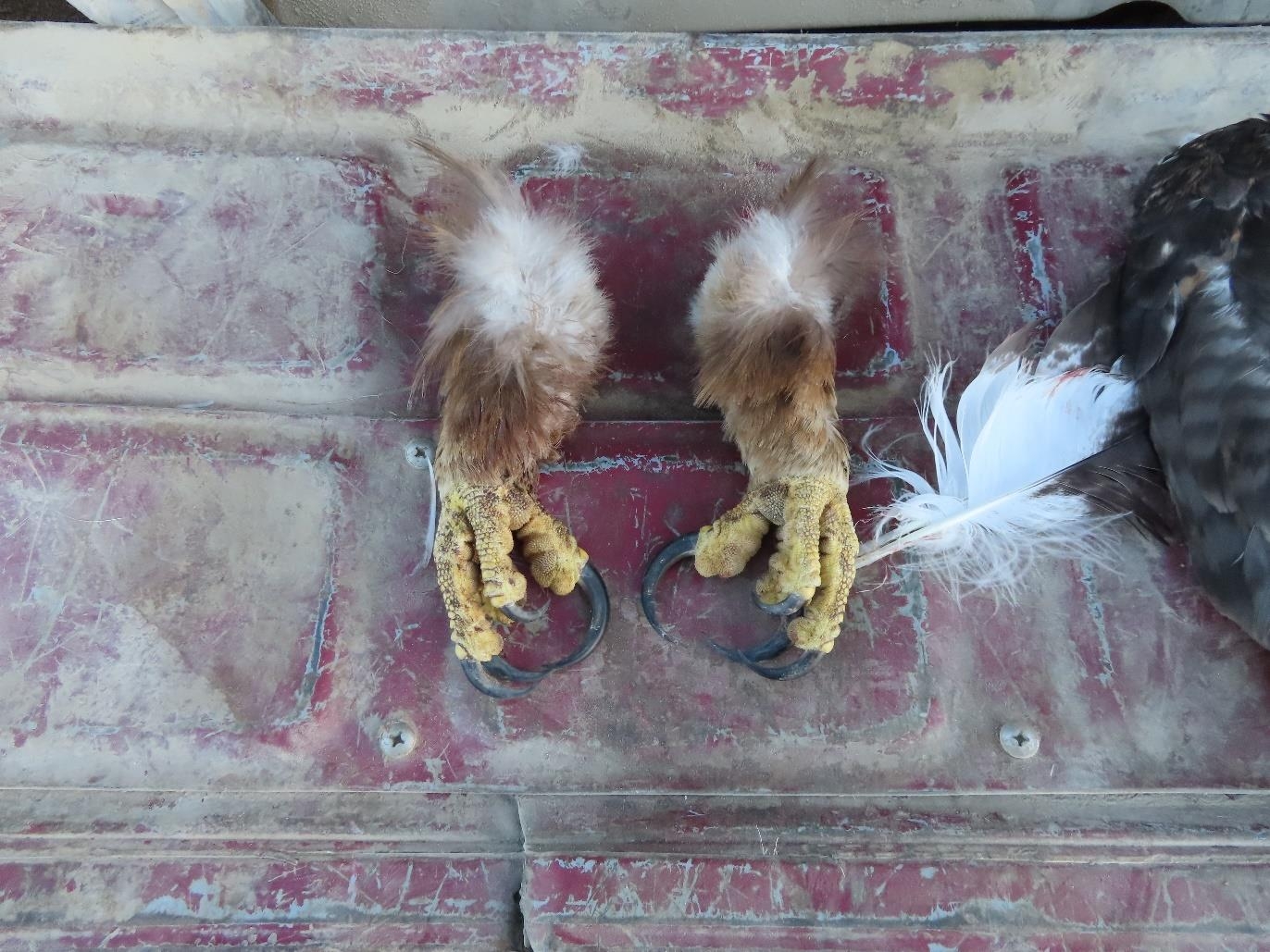 Washington man sentenced to nearly four years in federal prison for trafficking eagles, hawks killed on the Flathead Indian Reservation and sold on black market