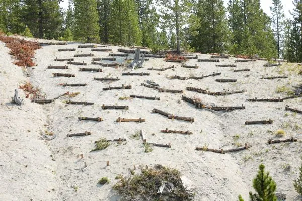 RESTORING THE ECOSYSTEM AT BARREN SUGARLOAF PEAK