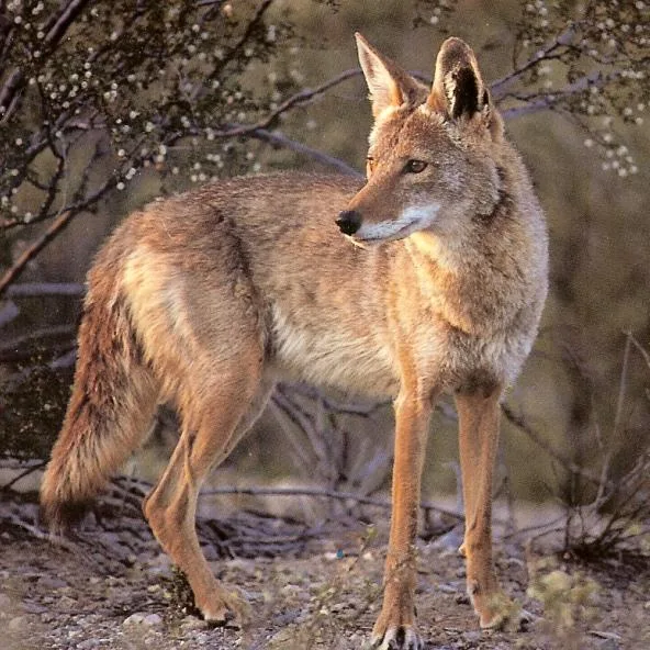 Coyote caught with human DNA in paws, linked to Thanksgiving attack