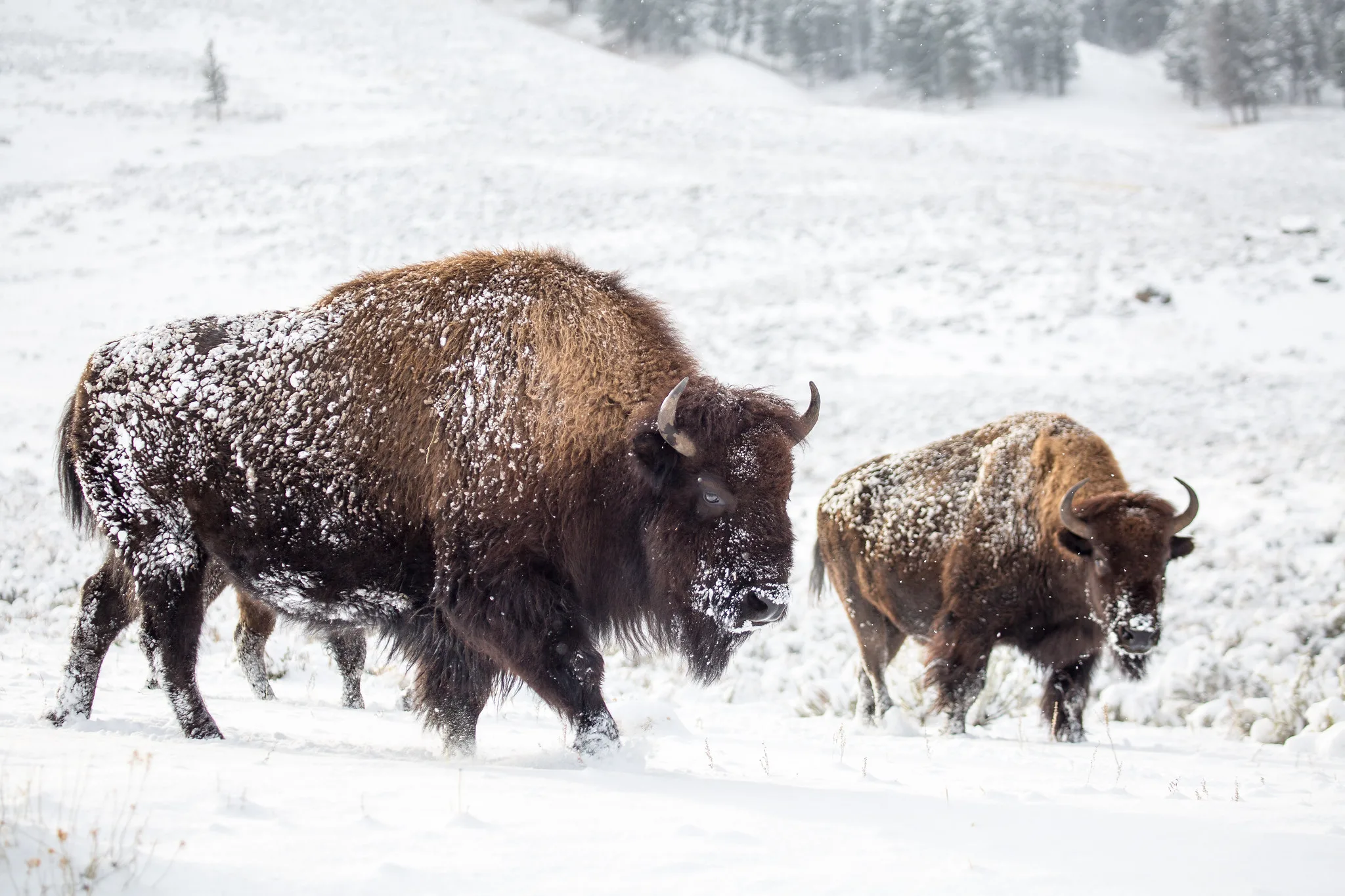 Gov. Gianforte, State Agencies File Suit Over Yellowstone National Park’s Bison Management Plan