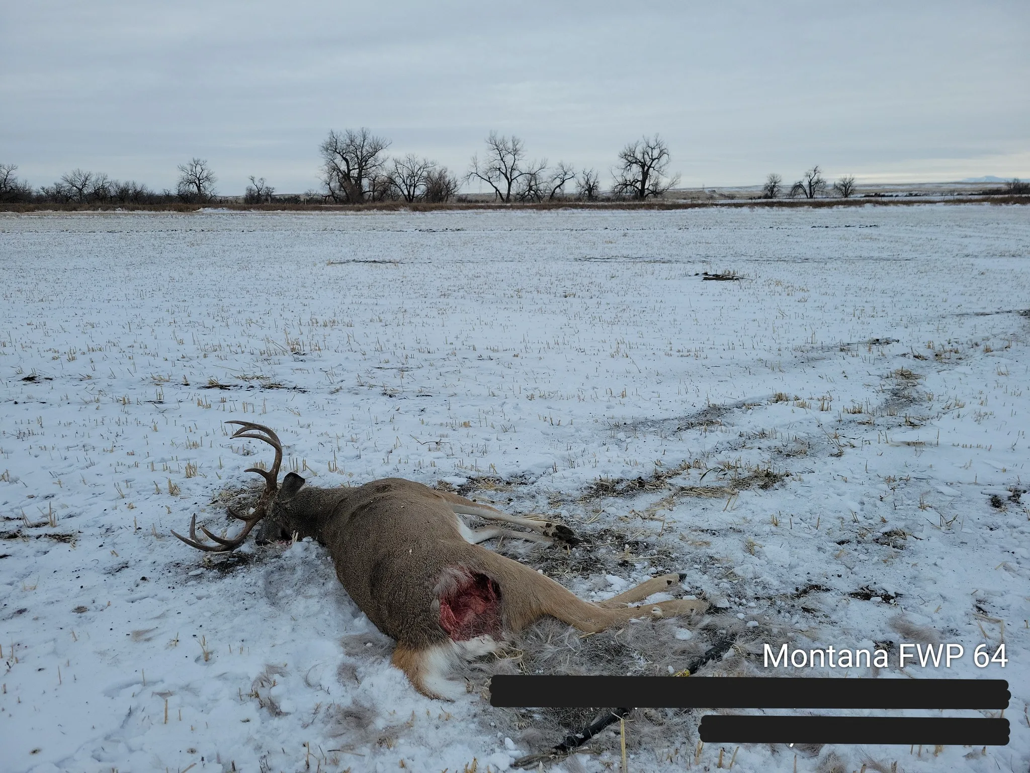 Two deer shot, one left to waste and one removed, in eastern Blaine County, wardens seeking information