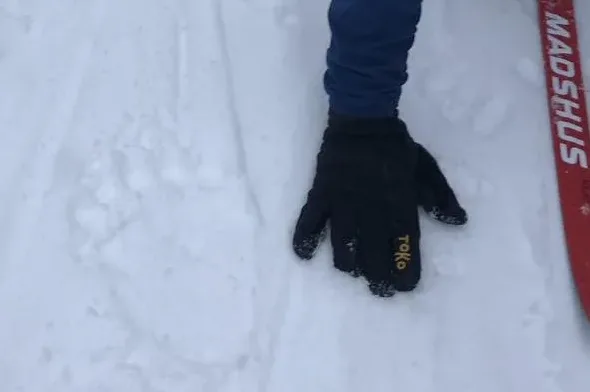 Grizzly Bear Tracks Spark Late-Season Buzz