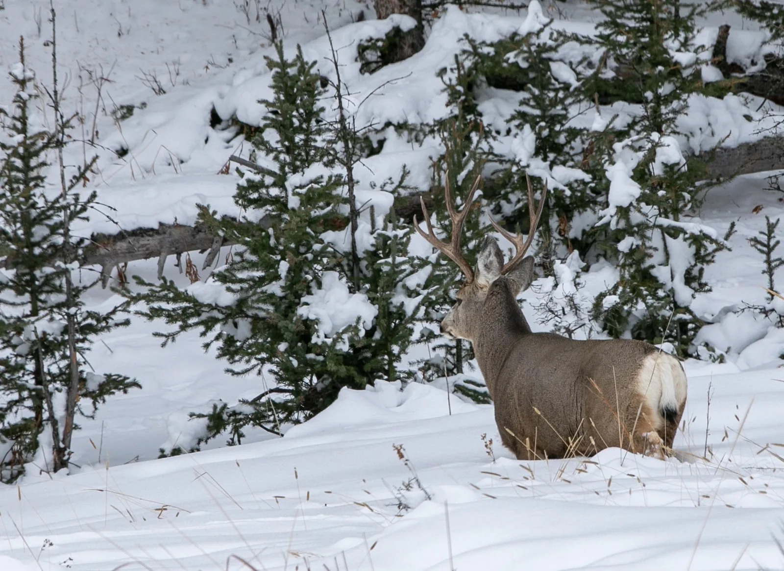 Brett French reports: Collars reveal wild treks by migratory mule deer