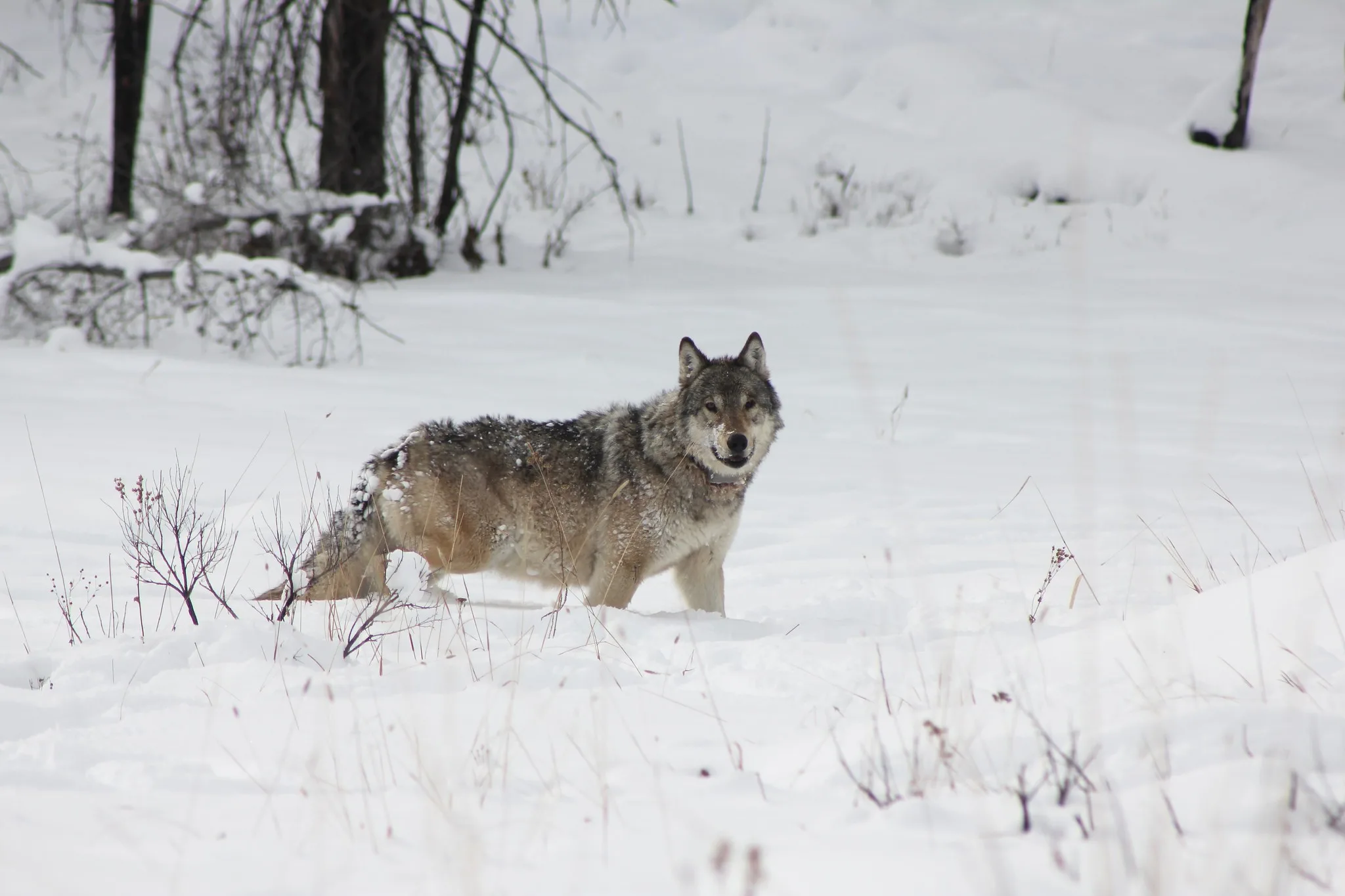 Oldest wolf in Yellowstone National Park dies