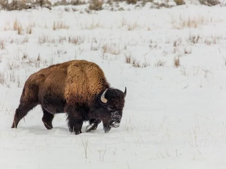 Blackfeet Reservation Opens Chance to Hunt Bison with Lottery