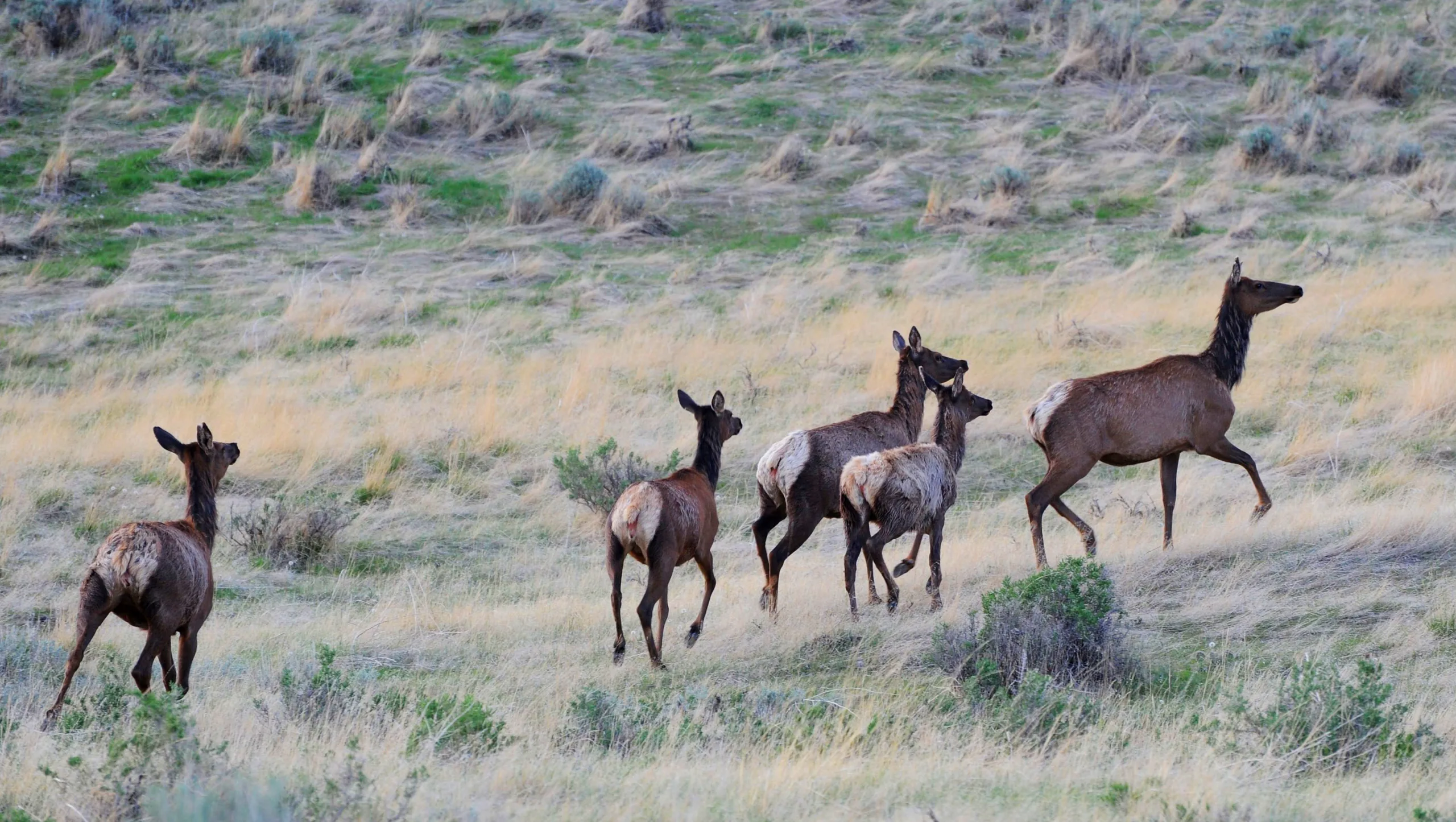 Brett French reports: Property owner group appeals elk lawsuit