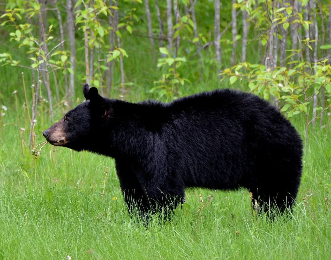 Man killed while bear hunting as bear falls from tree