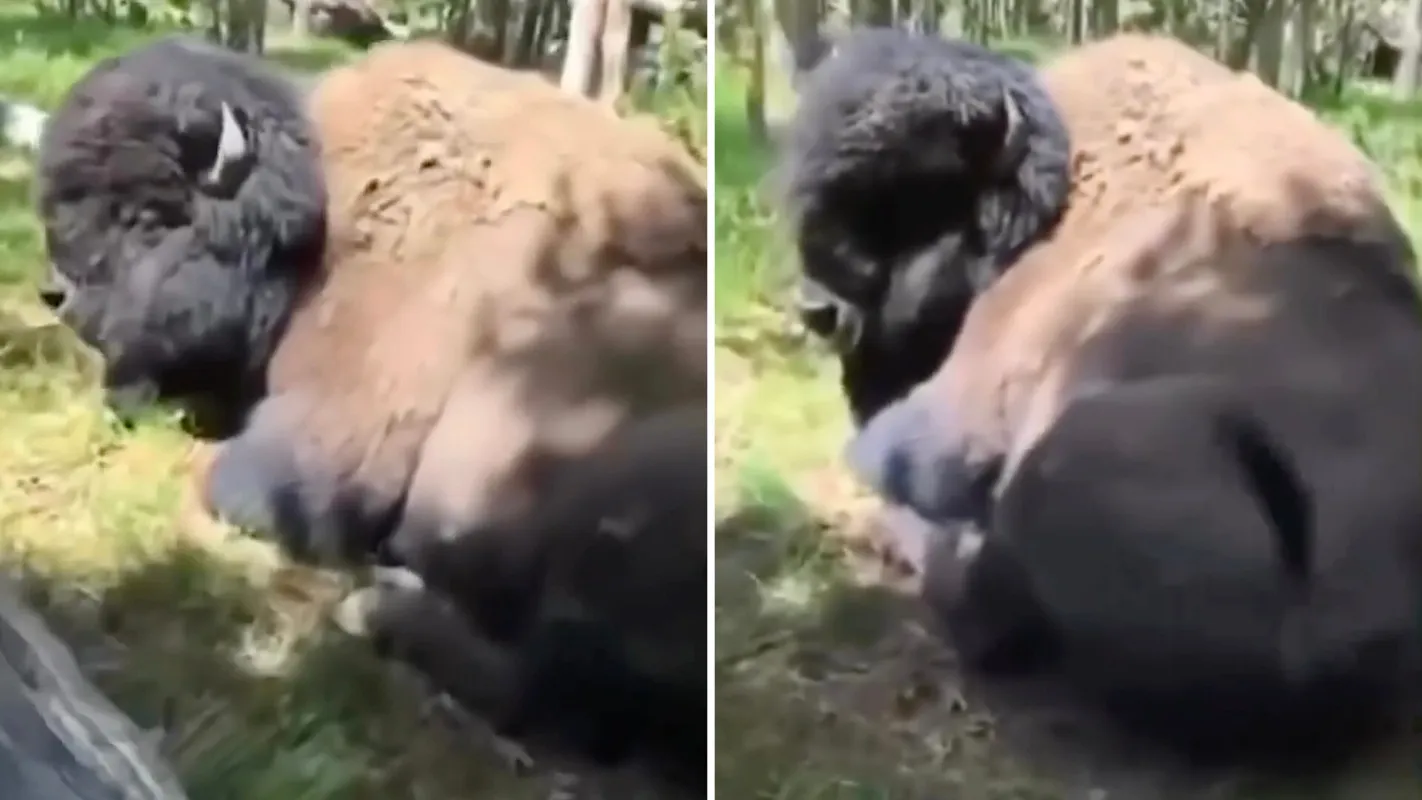 Yellowstone Tourist Attempts to Ride a Wild Bison