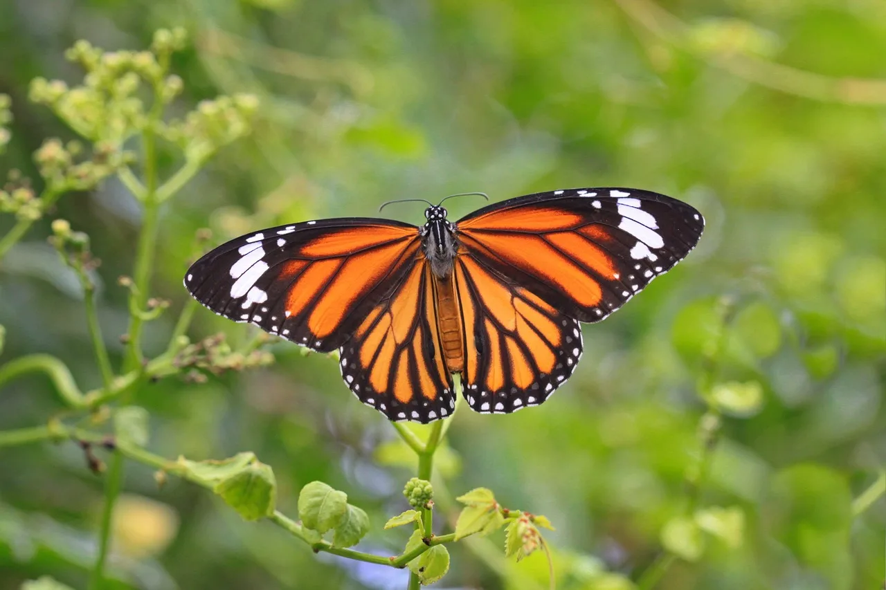 Monarchs in Decline, USFWS Proposes Protection