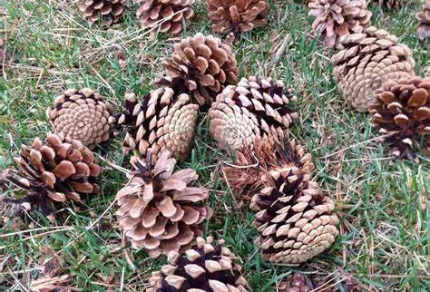 Gymnosperms and Naked Seeds!!