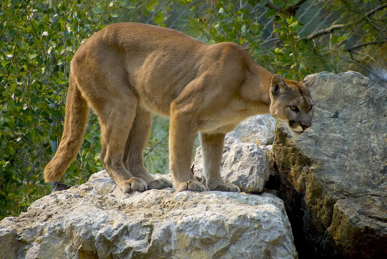 Ski club warns of mountain lions on trails in Flathead Valley