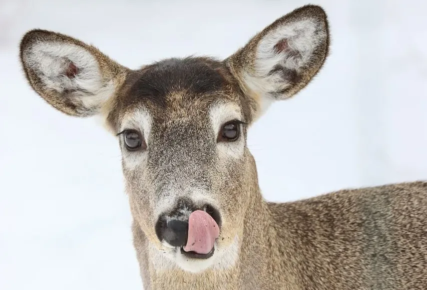 Three whitetailed deer shot and left to waste in Tobacco Valley