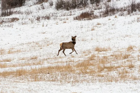 FWP collaring elk in Gallatin Valley to study herd movement