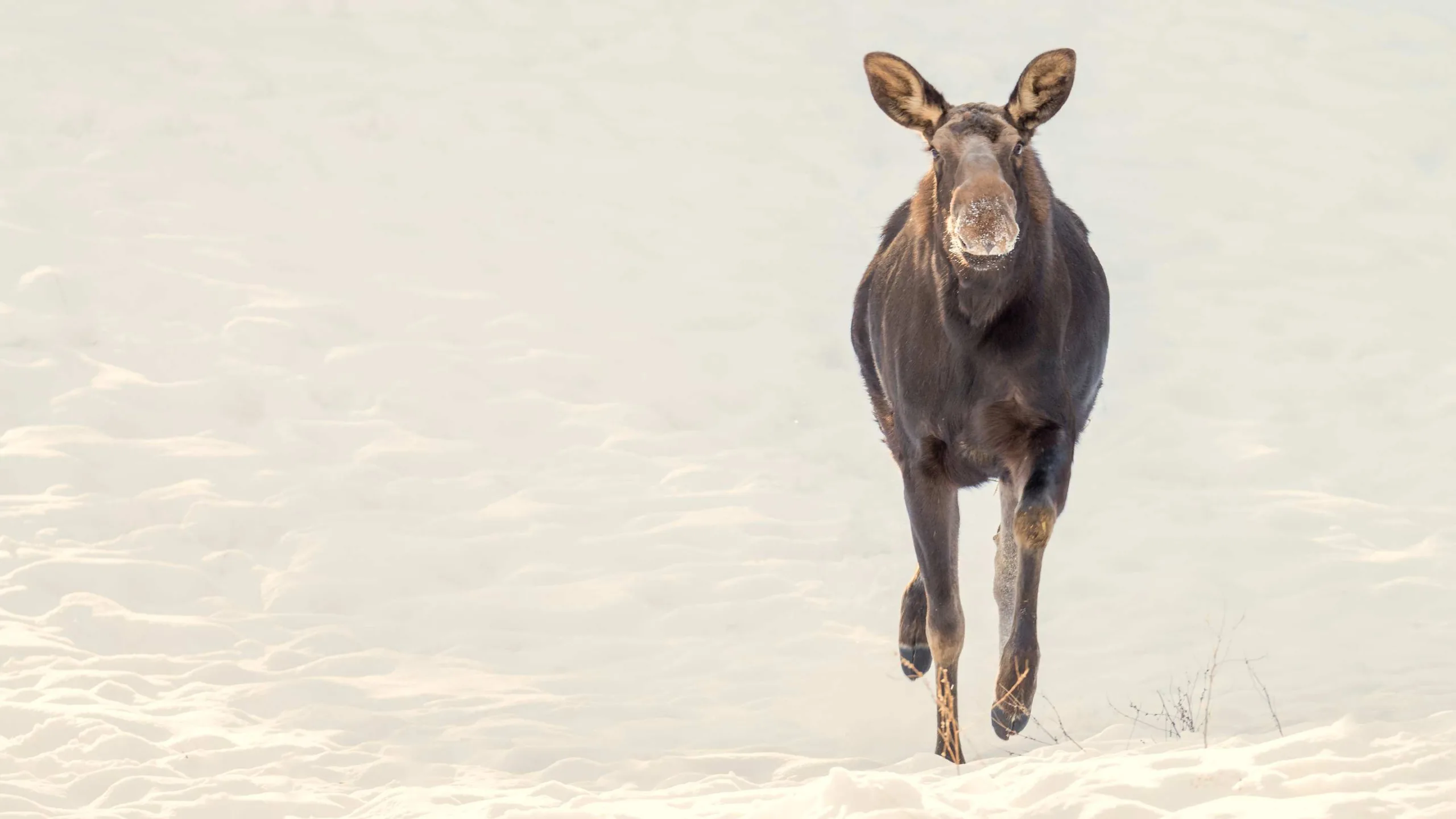 Driver Clocks A Moose Running at 35 MPH