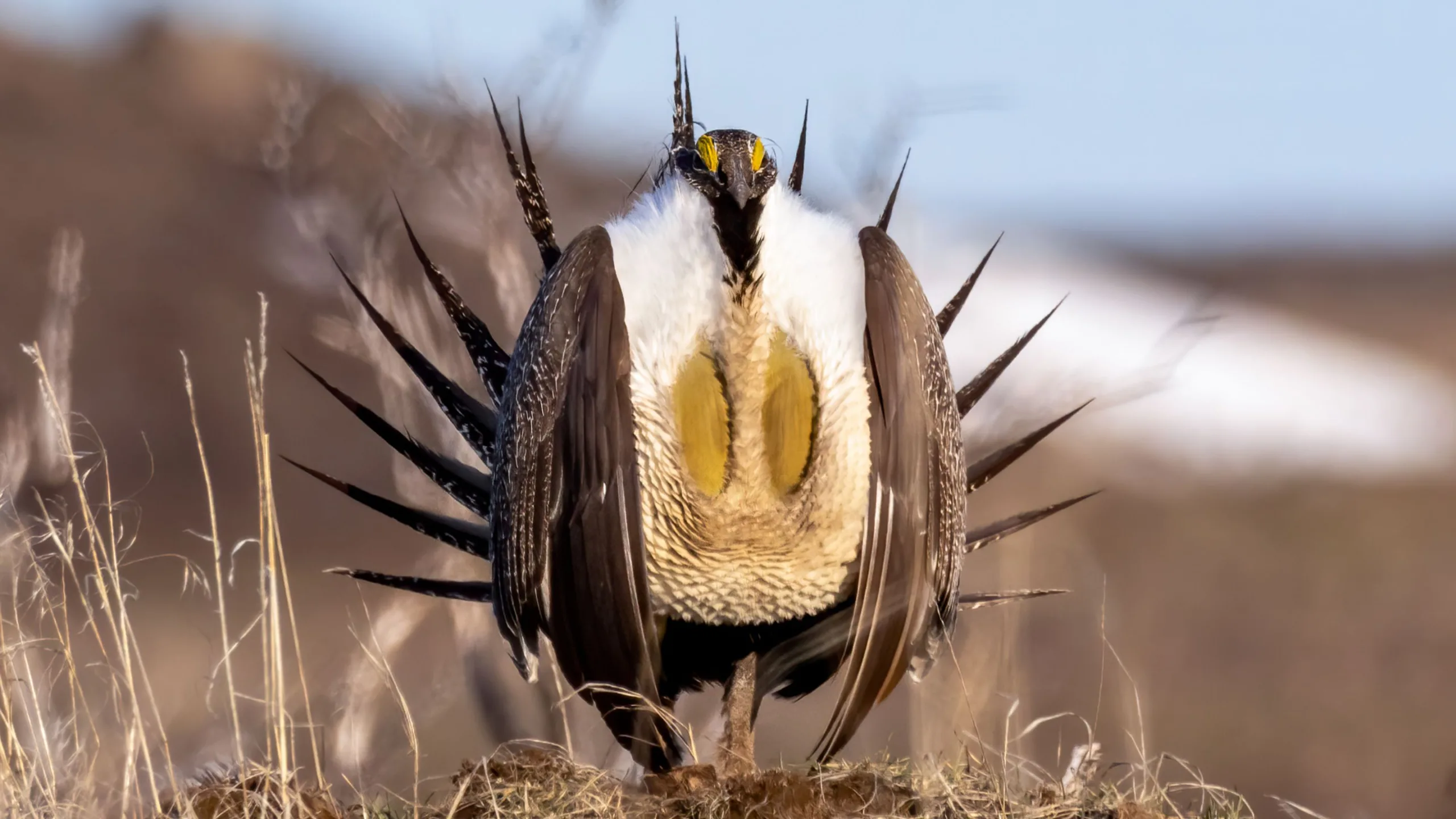 High land prices stall Montana sage grouse easements 