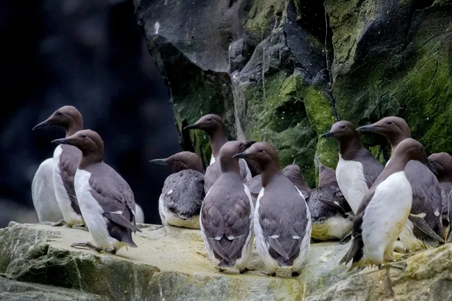 Four million murres missing 