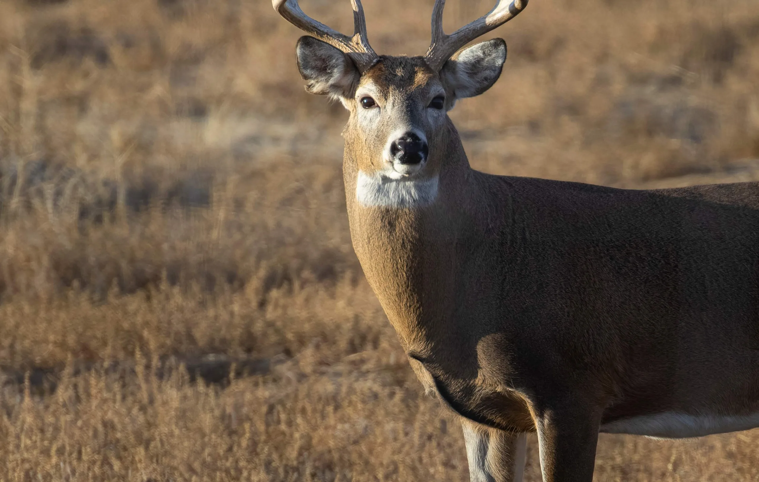 FWP News: Chronic wasting disease detected in deer for first time in two south-central Montana hunting districts