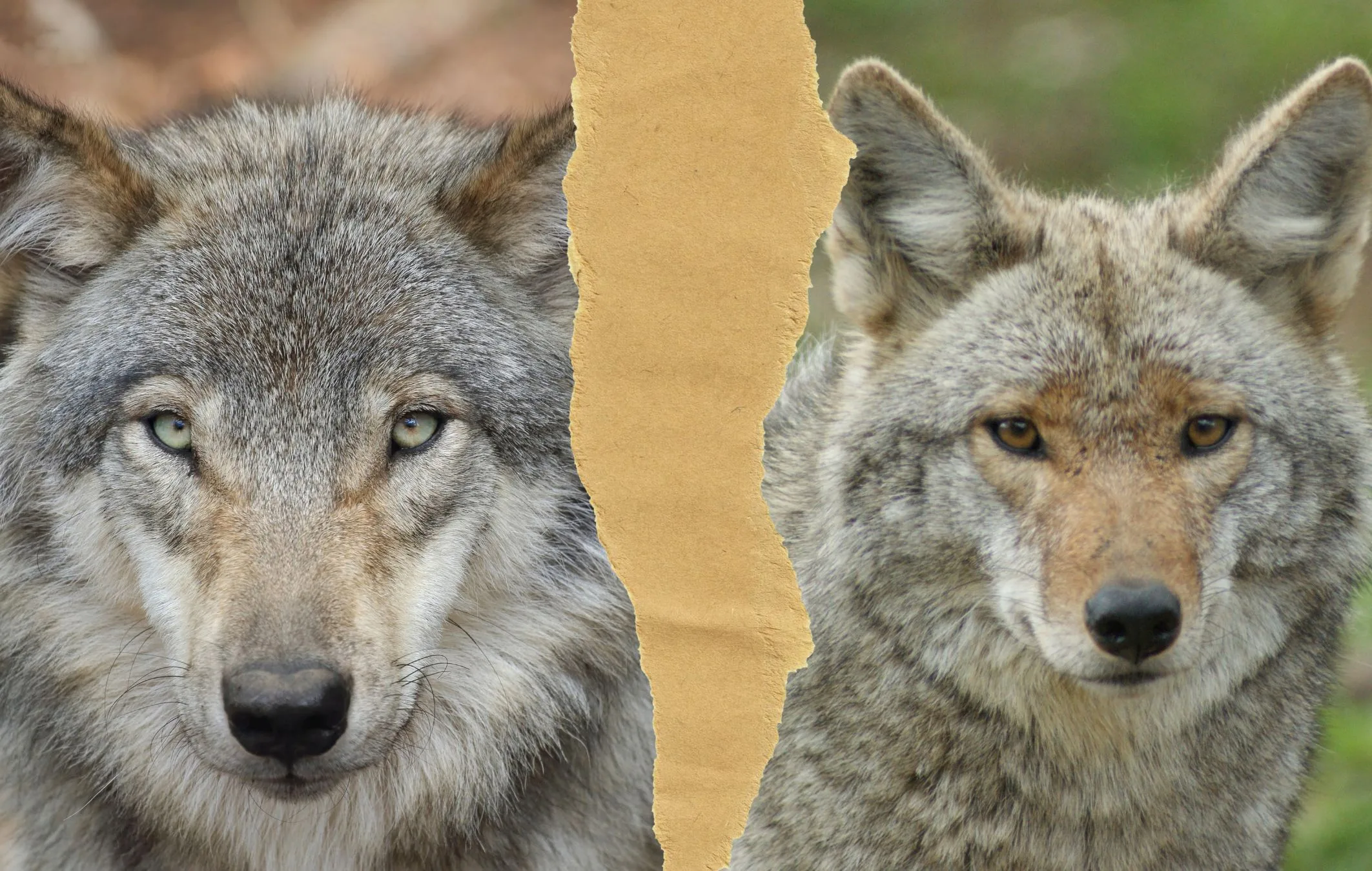 Wolf Size vs. Coyote Size