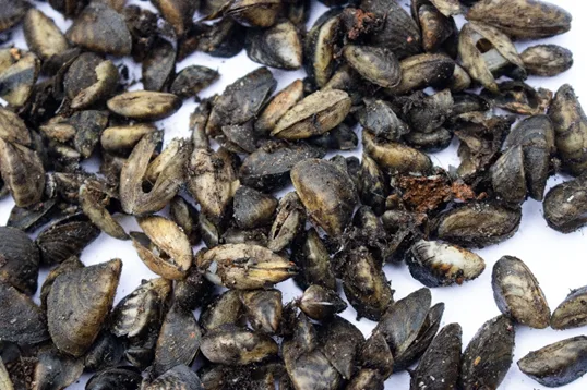 Invasive mussels spread out on a white background.