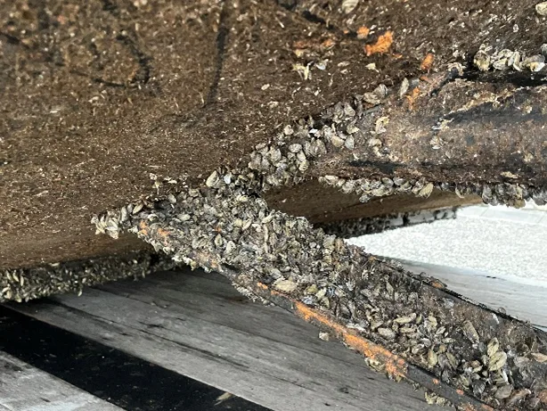 invasive mussels encrusted on the bottom of a tugboat.