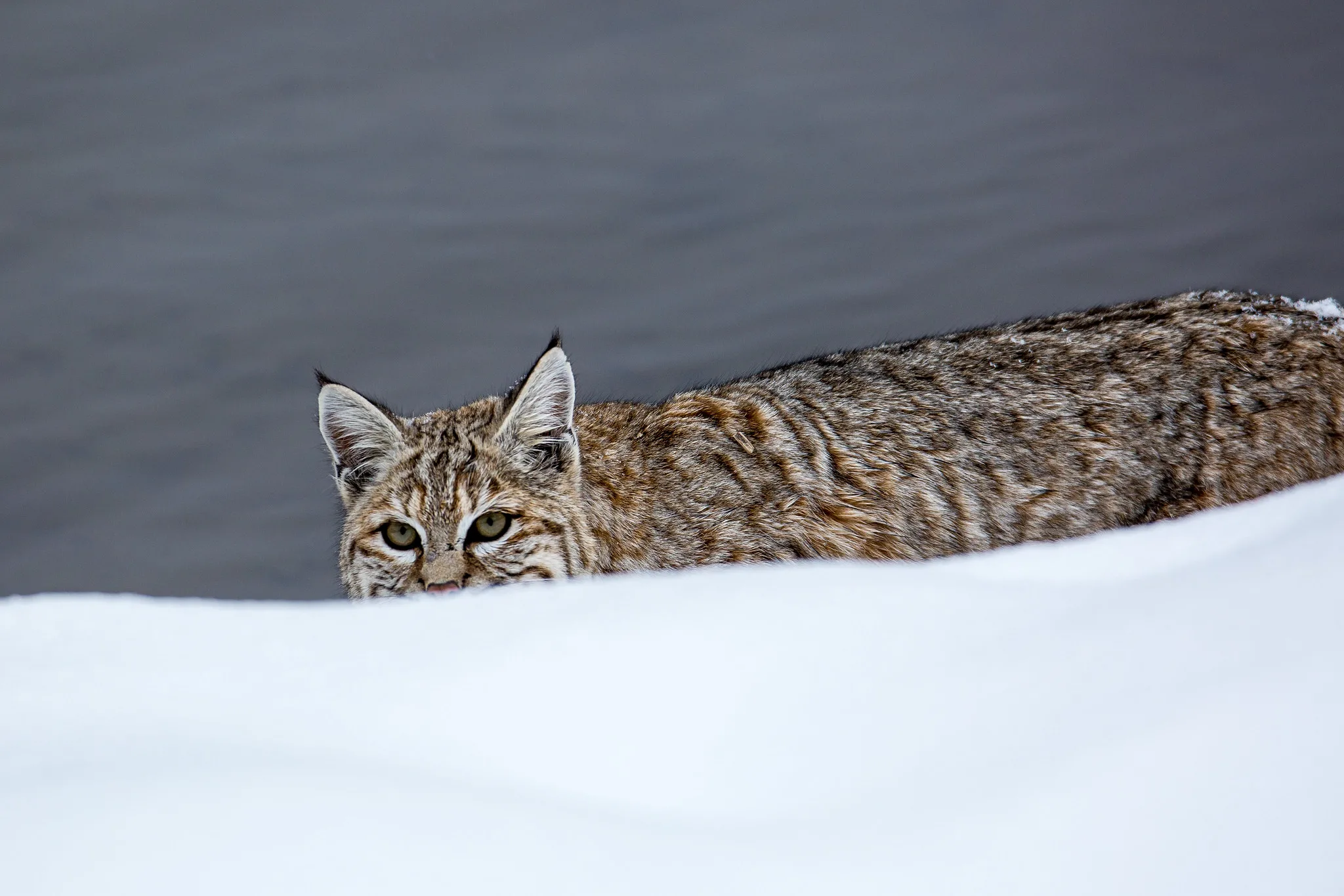 FWP provides voluntary kits to assist with bobcat research