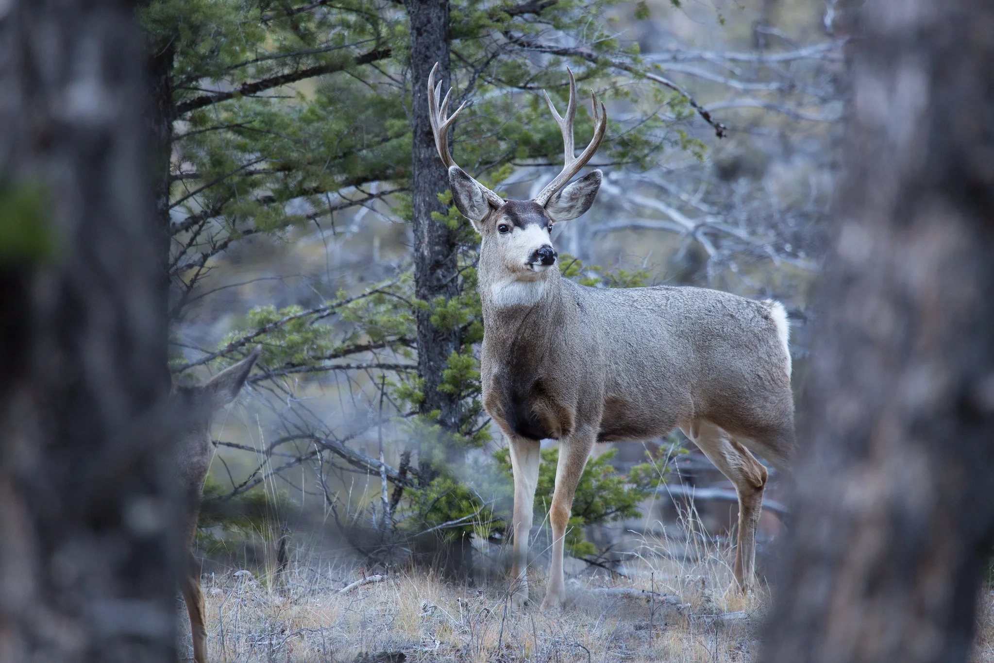 Chronic wasting disease detected on Flathead Reservation