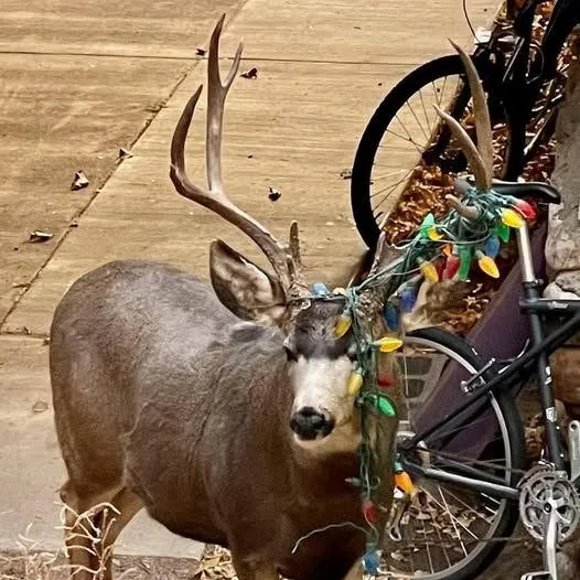 Deck the halls, not the deer