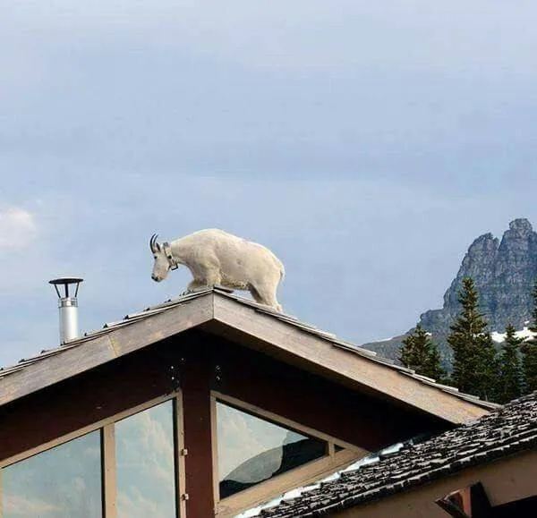 When Mountain Goats Defy Gravity (and Believability)