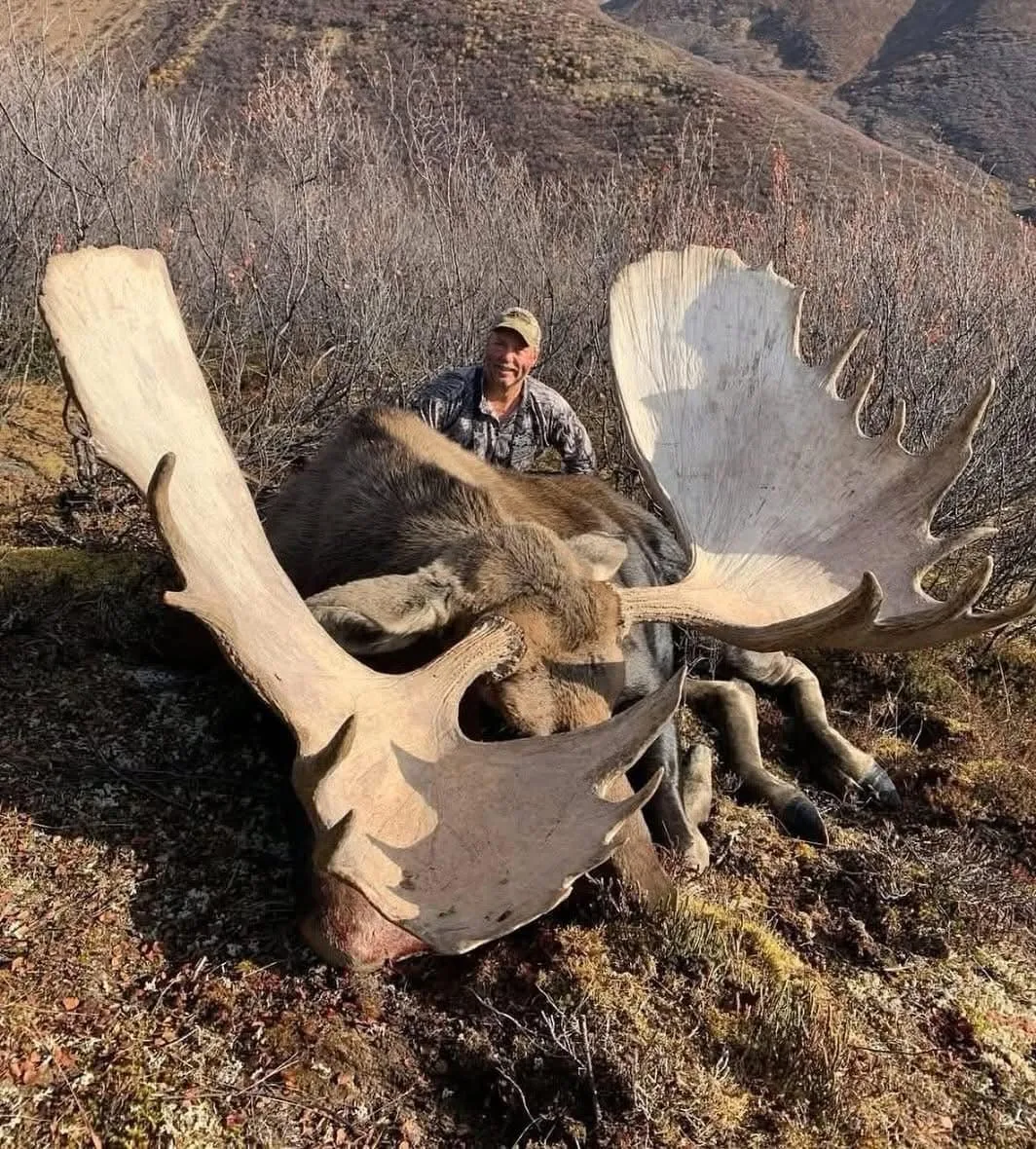 A Very Impressive Bull Moose