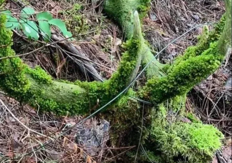 A Moss-Covered Deadhead You Need to See!