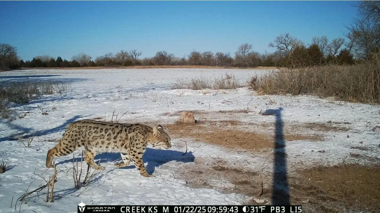 Bobcats with Leopard-Like Spots