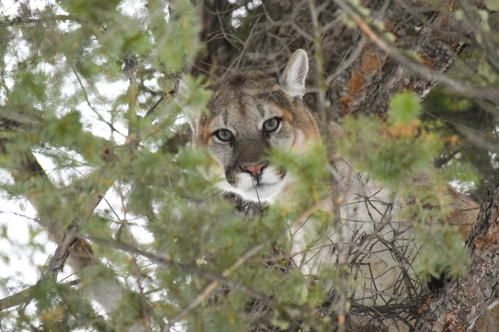 City of Helena warns of mountain lion on trail