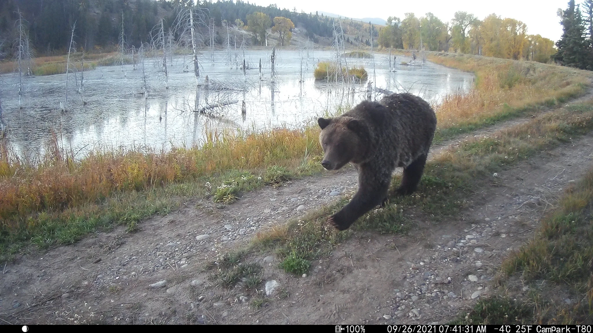 Daines Secures Commitment from Doug Burgum to Fight For MT Way of Life, Work to Delist Grizzlies